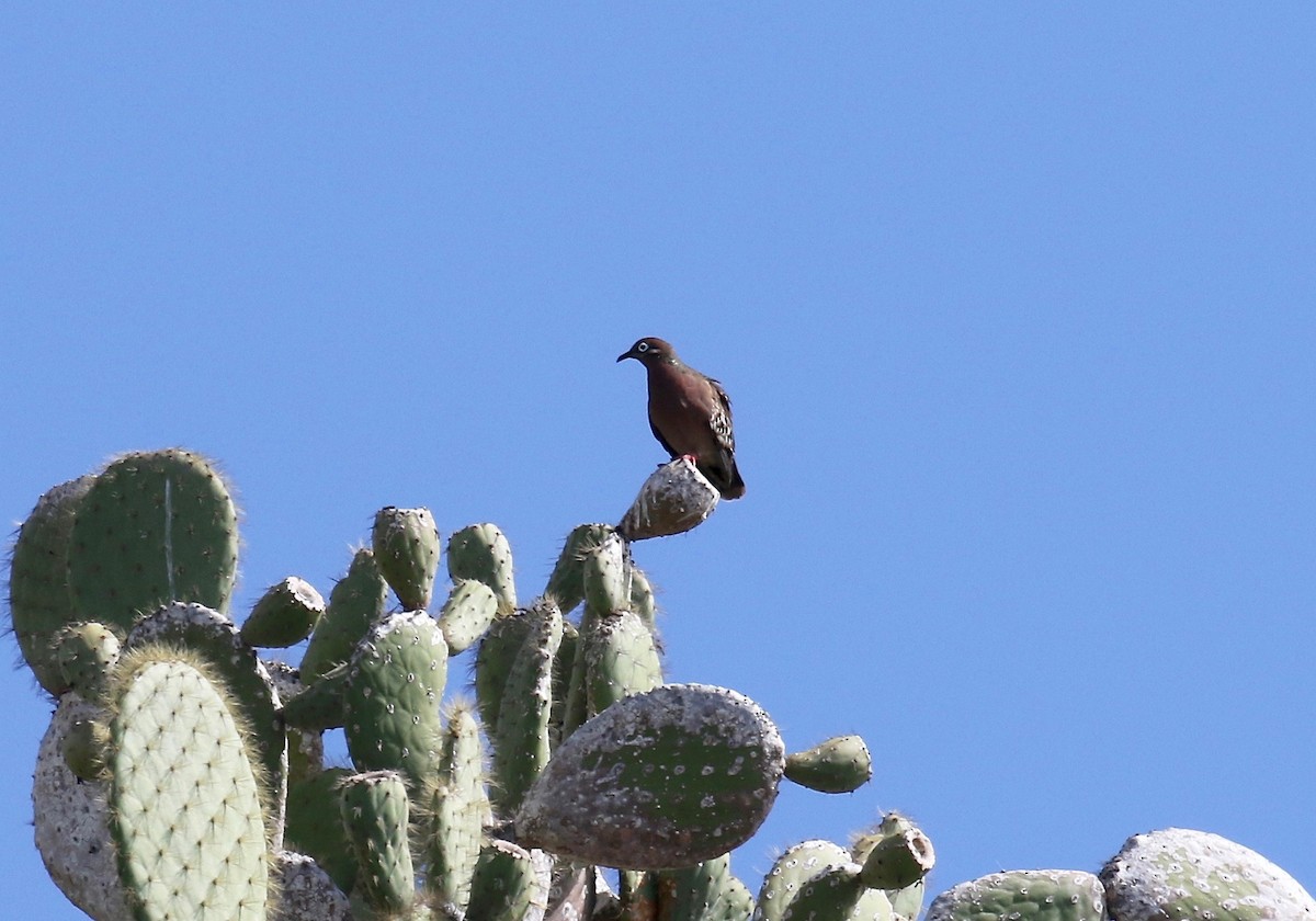 Galapagos Dove - Sandy Vorpahl