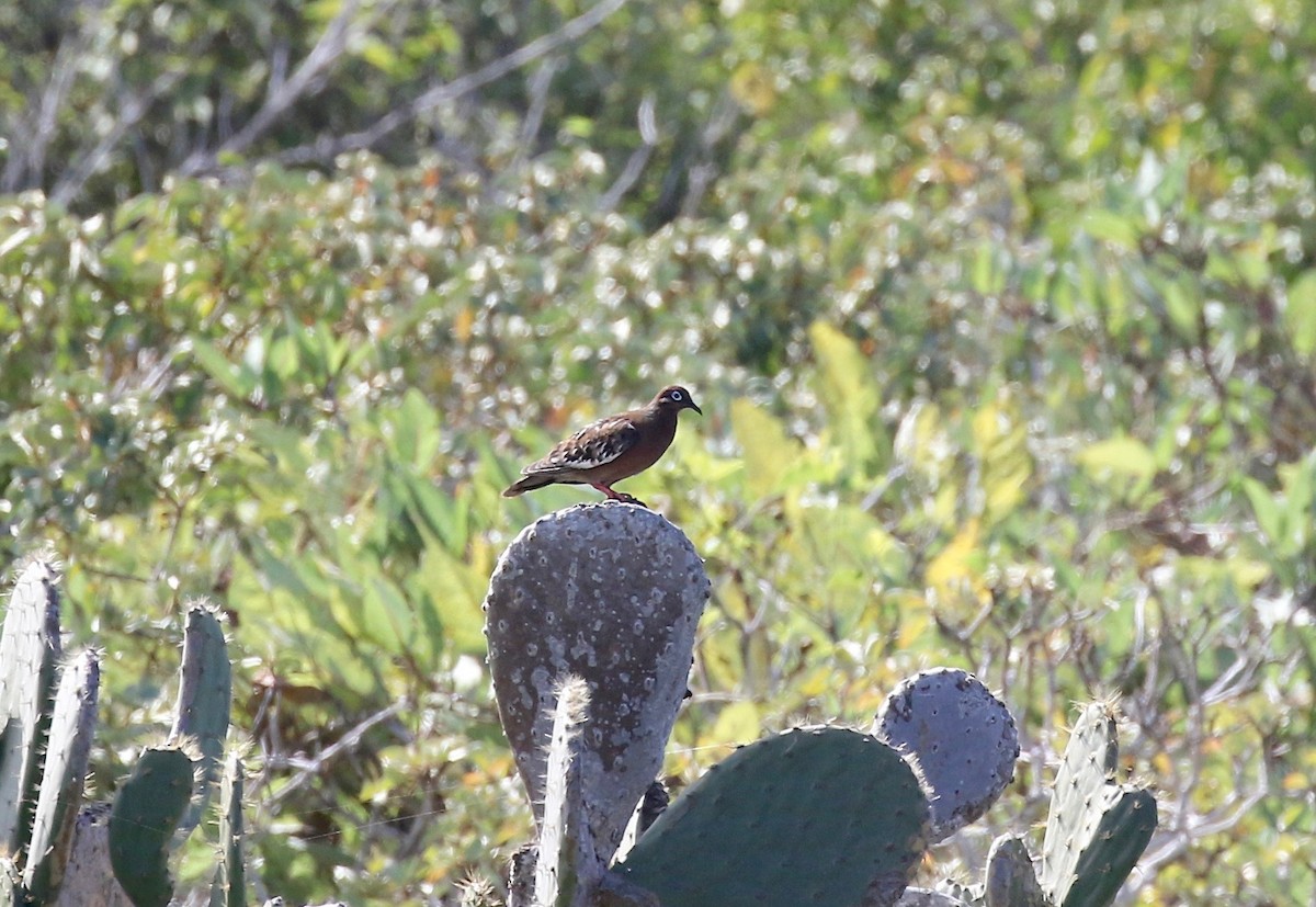 Galapagos Dove - Sandy Vorpahl