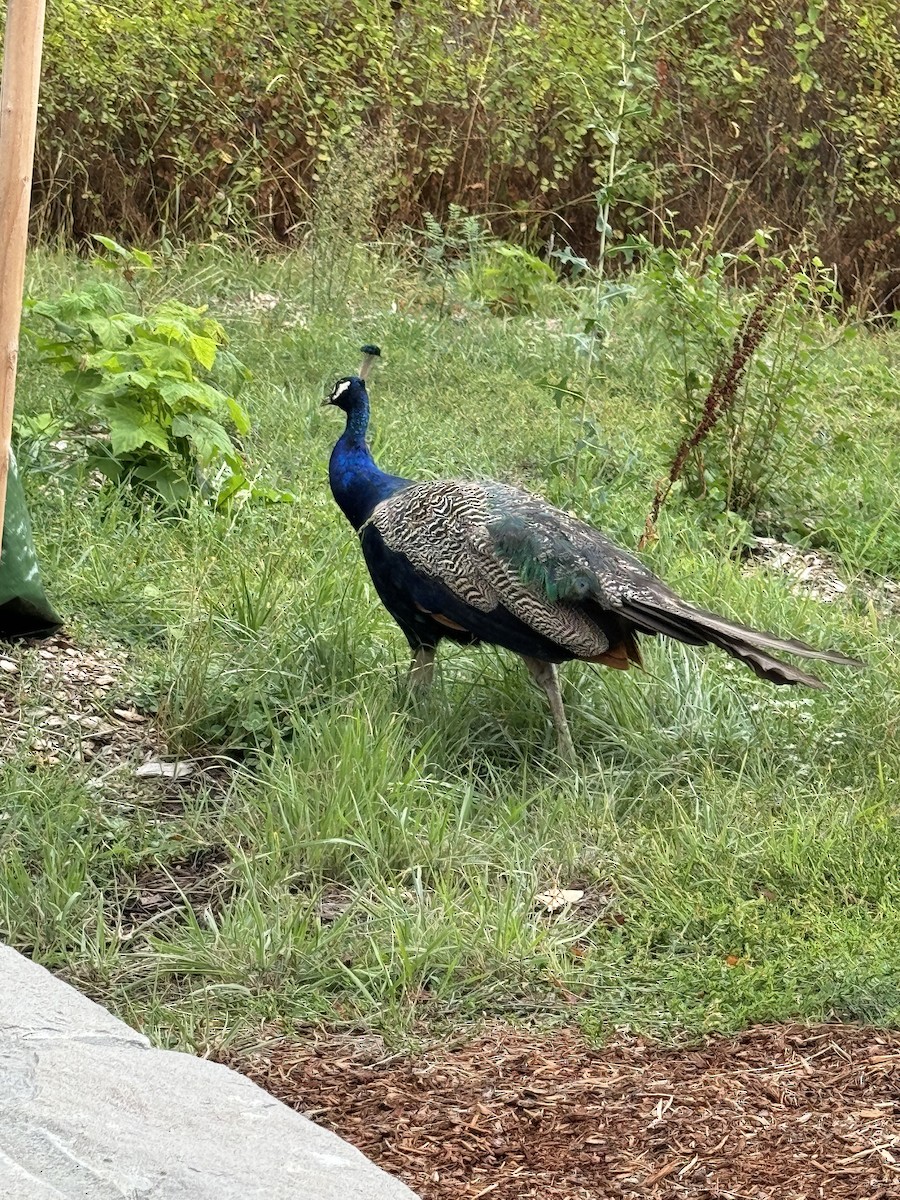 Indian Peafowl - Cris Waller