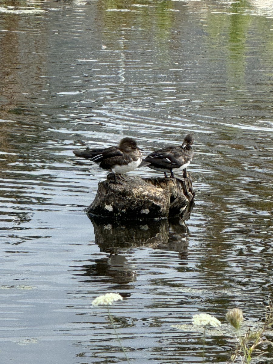 Hooded Merganser - ML623650325