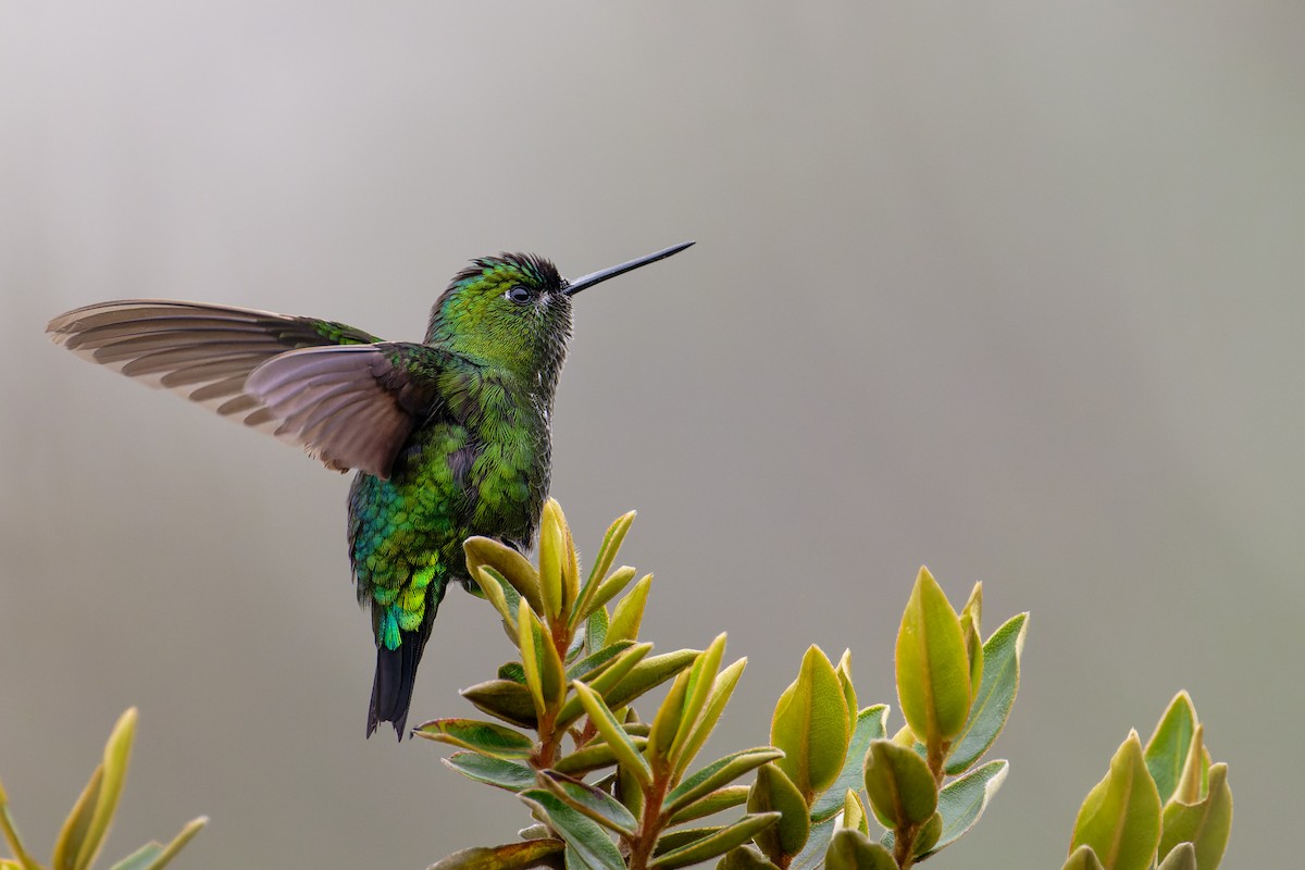 Black-thighed Puffleg - ML623650338