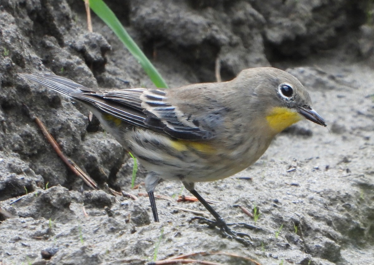 Yellow-rumped Warbler (Audubon's) - ML623650339