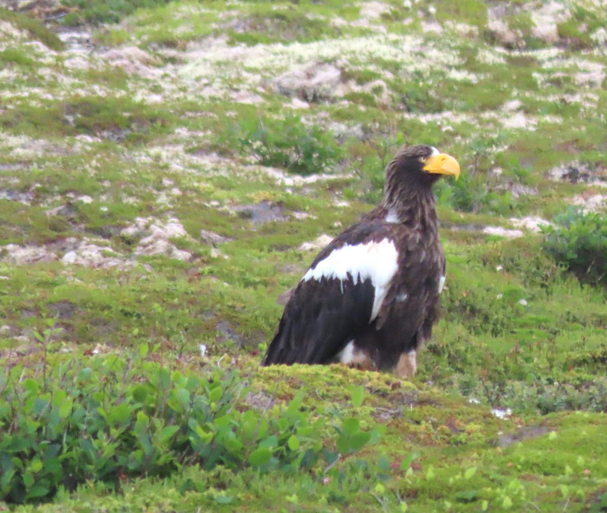 Steller's Sea-Eagle - ML623650346