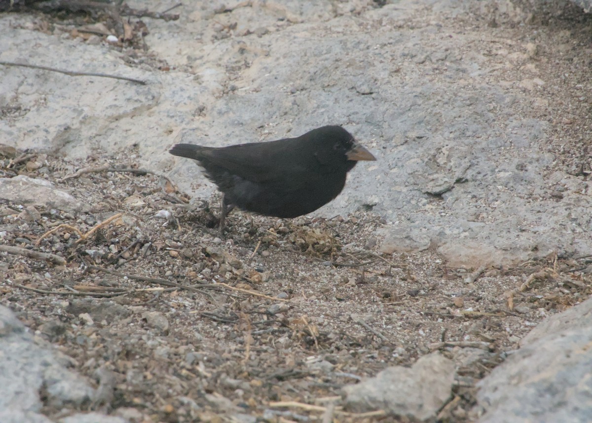 Common Cactus-Finch - ML623650363