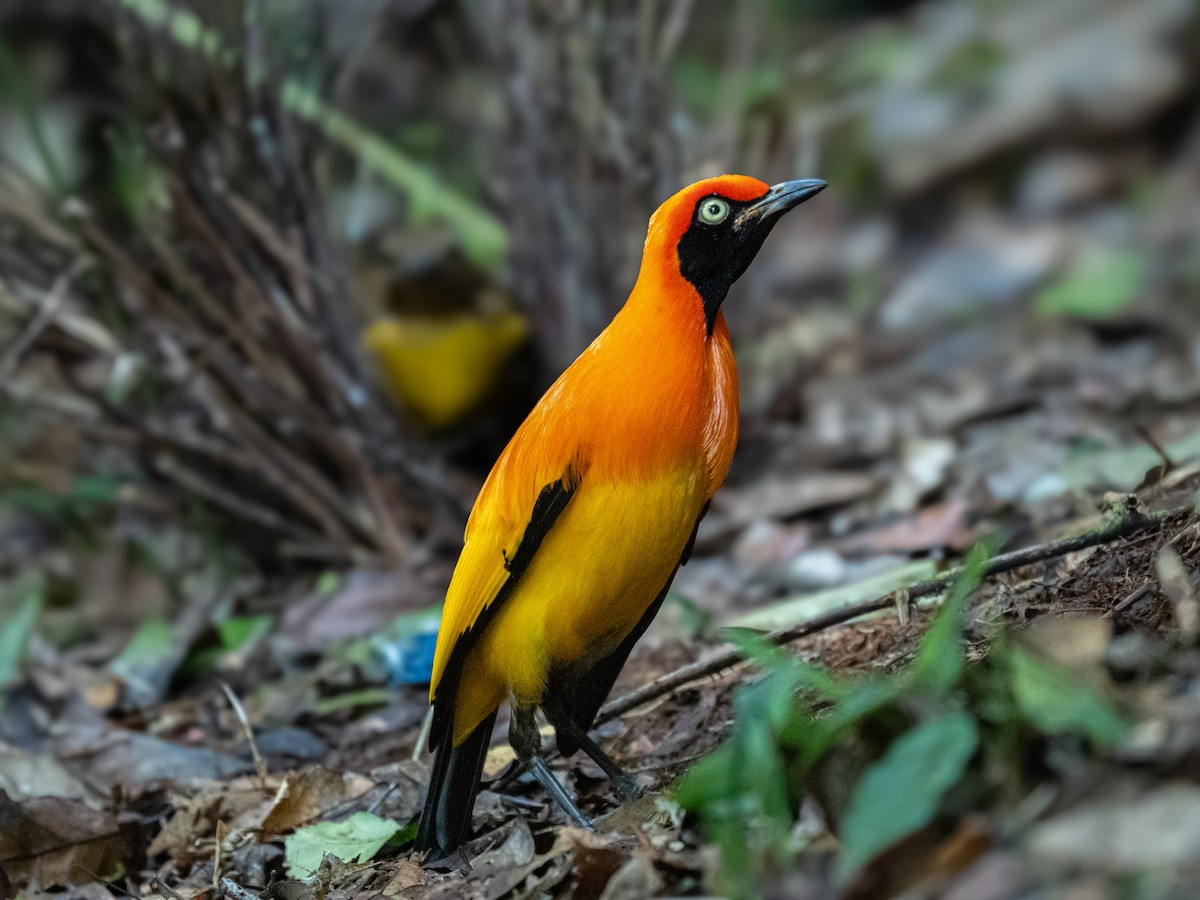 Masked Bowerbird - Ivan Leshukov