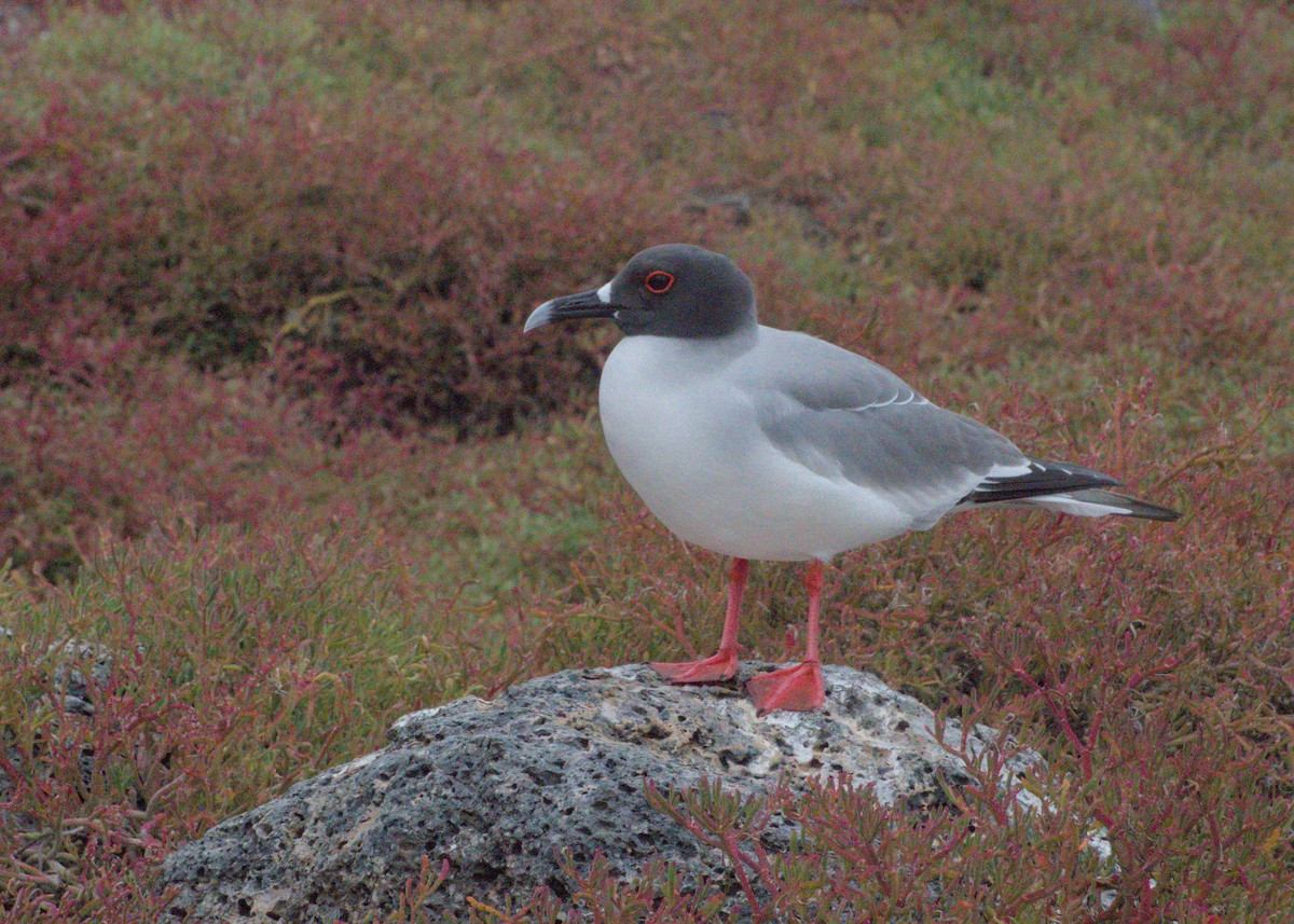 Swallow-tailed Gull - ML623650397