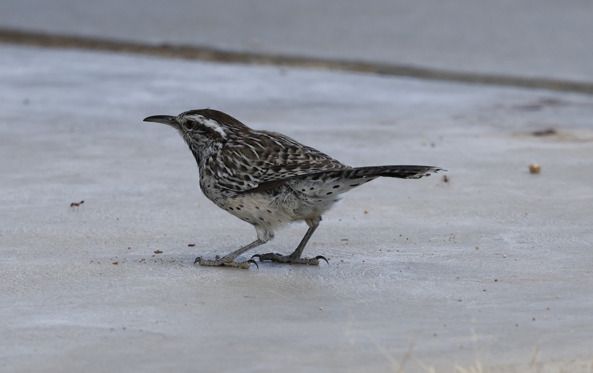 Cactus Wren - ML623650400