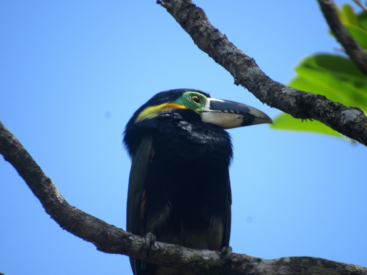 Gould's Toucanet - DEBORA MELO