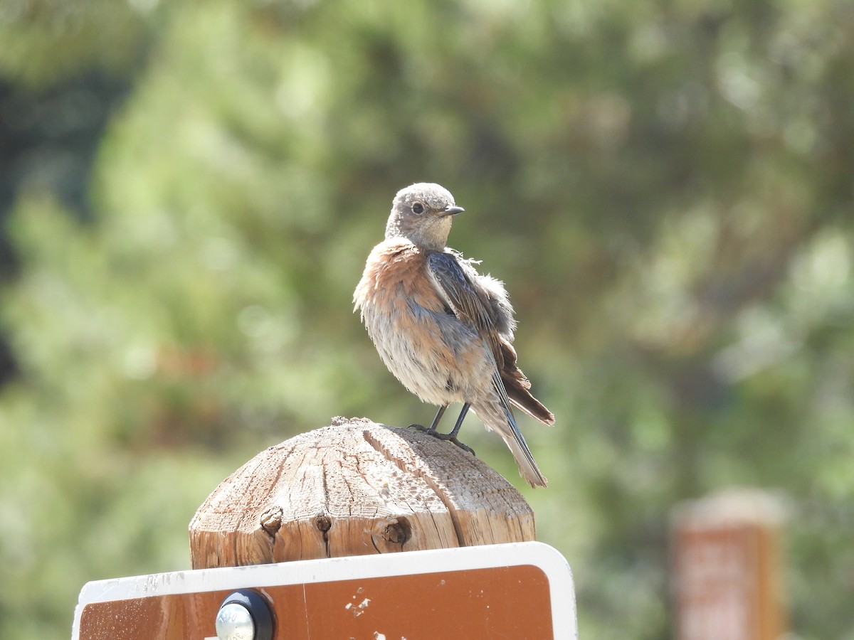 Western Bluebird - Spencer Poling