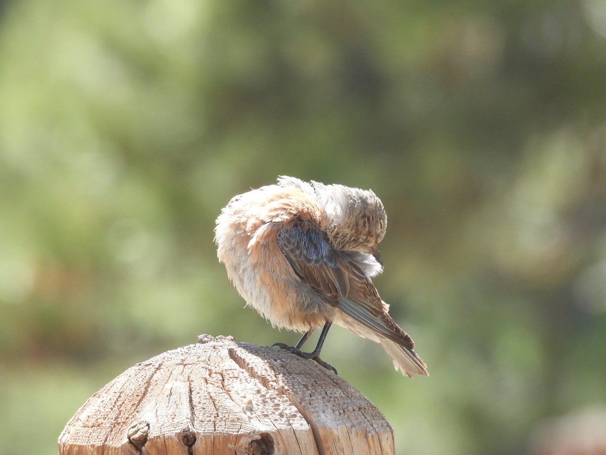 Western Bluebird - ML623650439