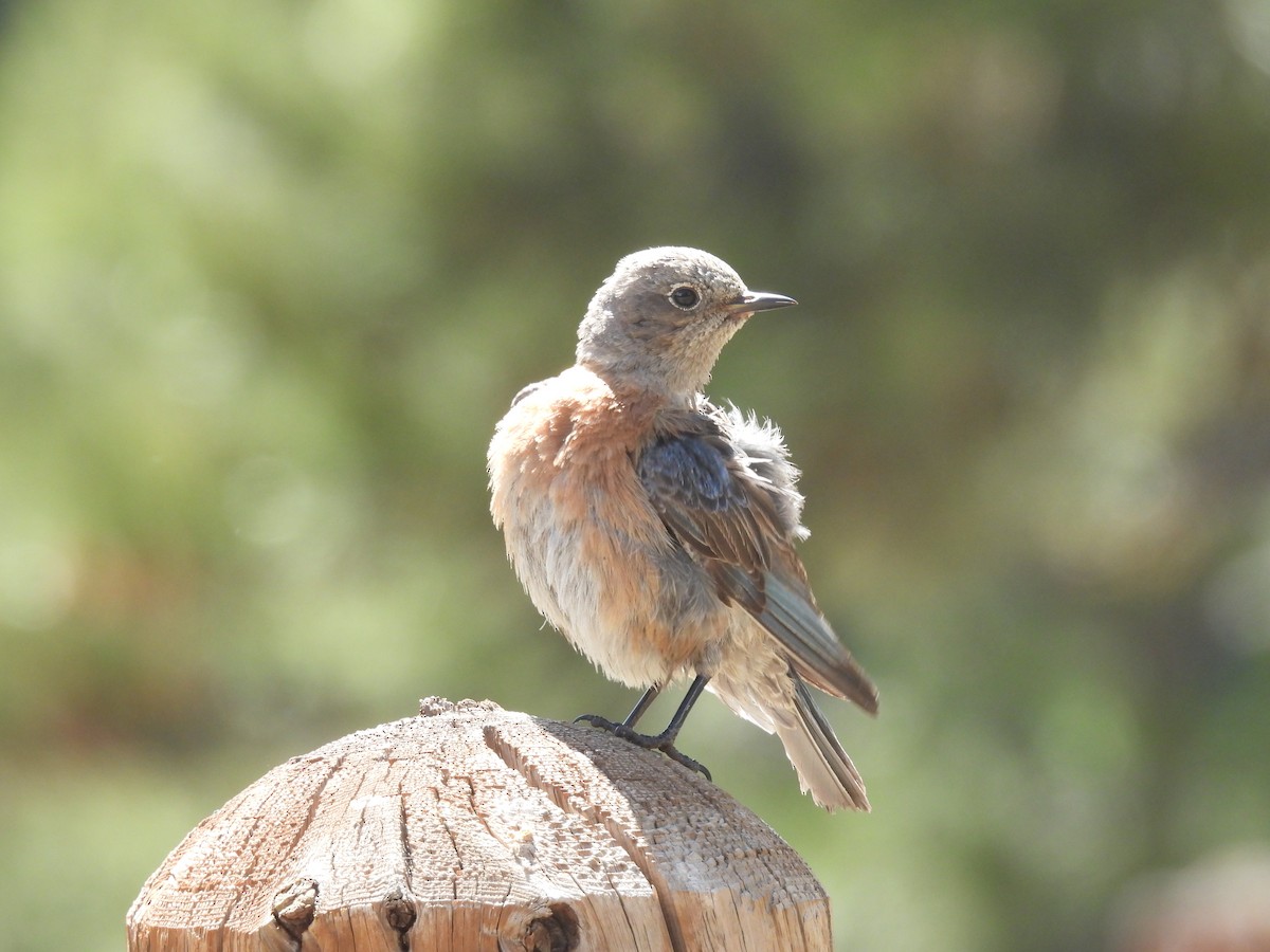 Western Bluebird - ML623650440