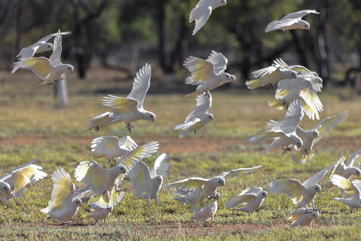 Little Corella - ML623650441