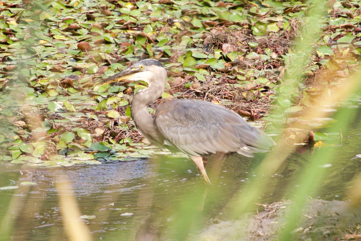 Great Blue Heron - ML623650461