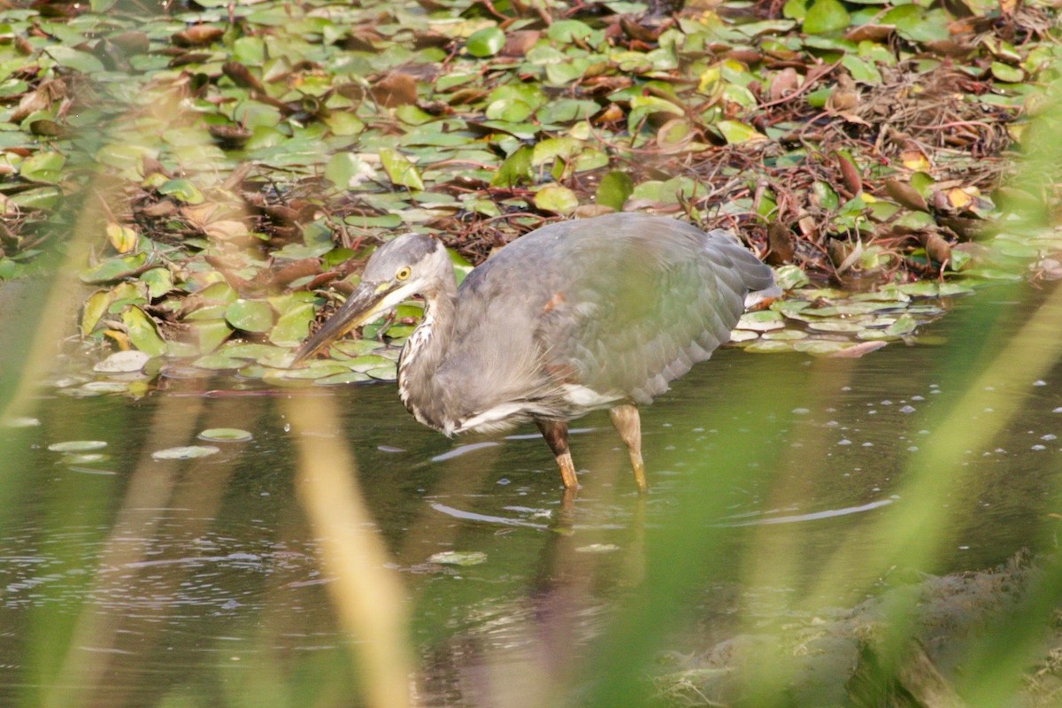 Great Blue Heron - ML623650462