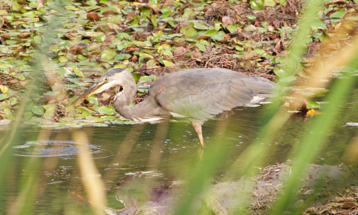 Great Blue Heron - ML623650463