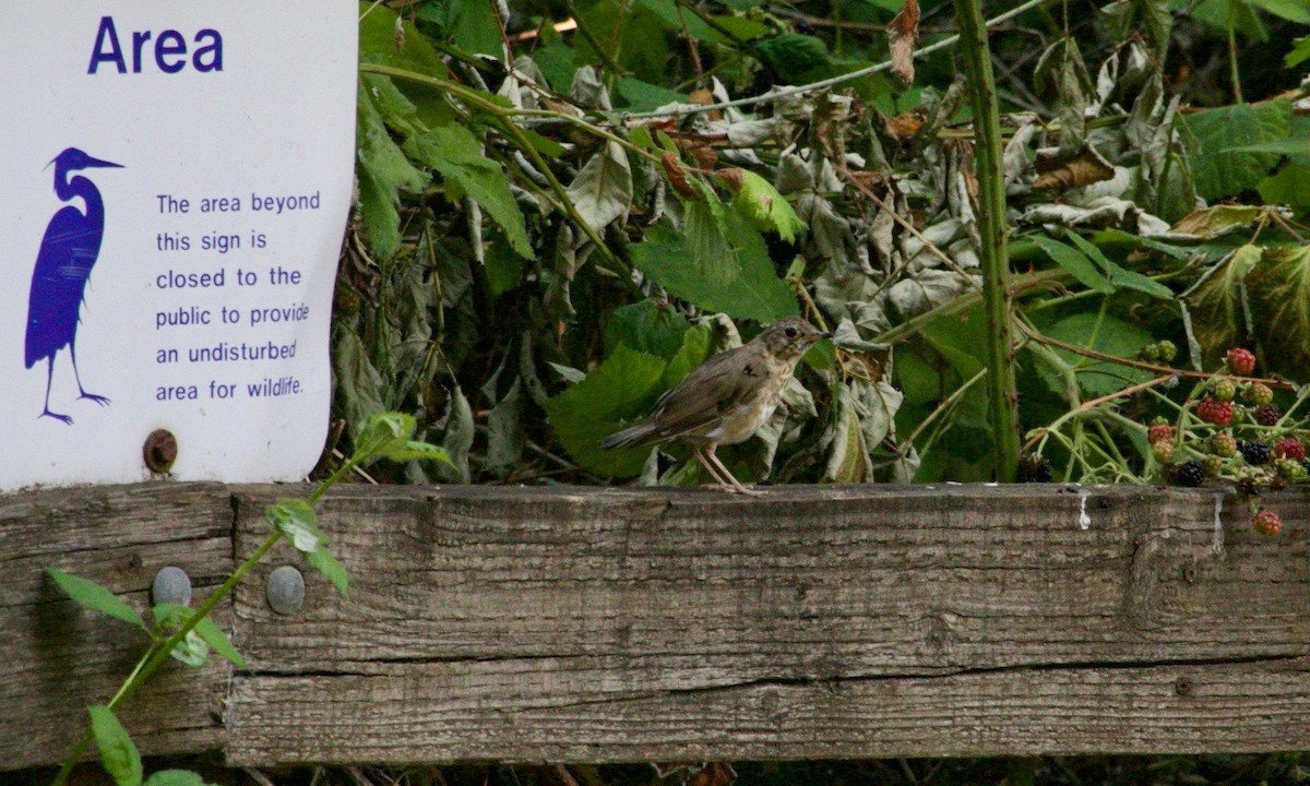 Swainson's Thrush - ML623650466