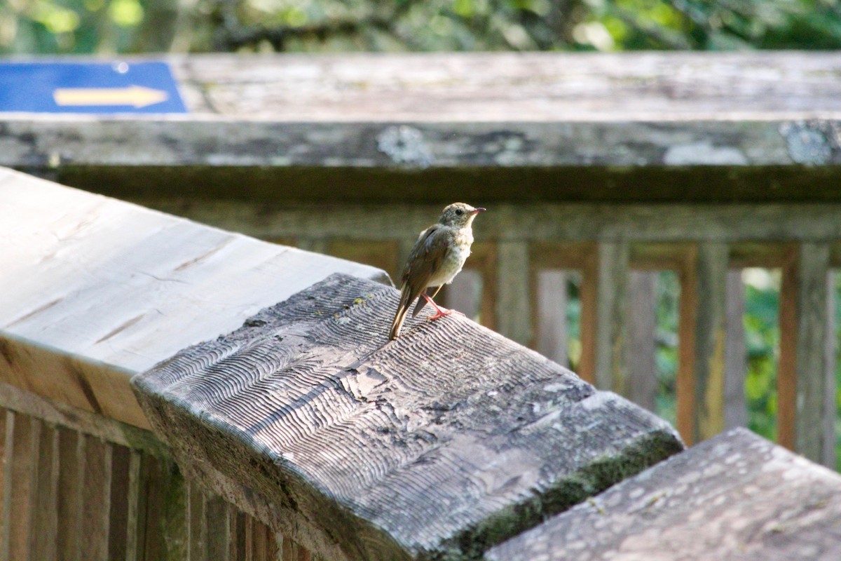 Swainson's Thrush - ML623650467