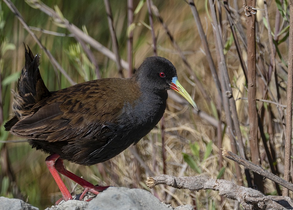 Plumbeous Rail - Andres Vasquez Noboa