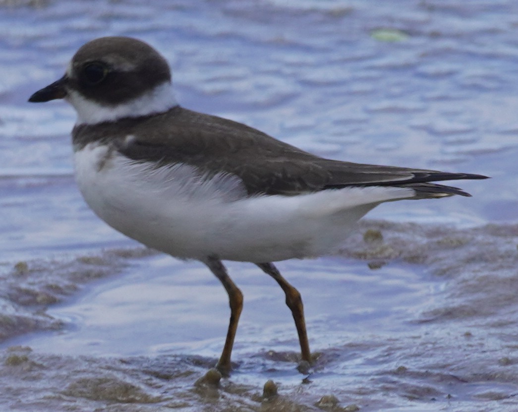 Semipalmated Plover - ML623650530