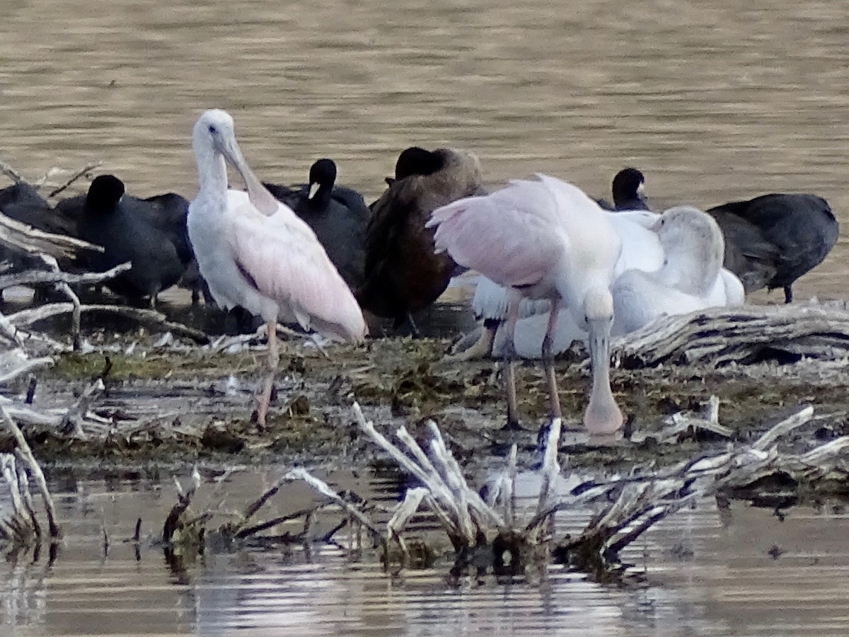 Roseate Spoonbill - Alan de Queiroz