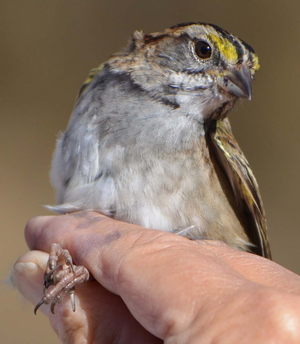 White-throated Sparrow - ML623650571