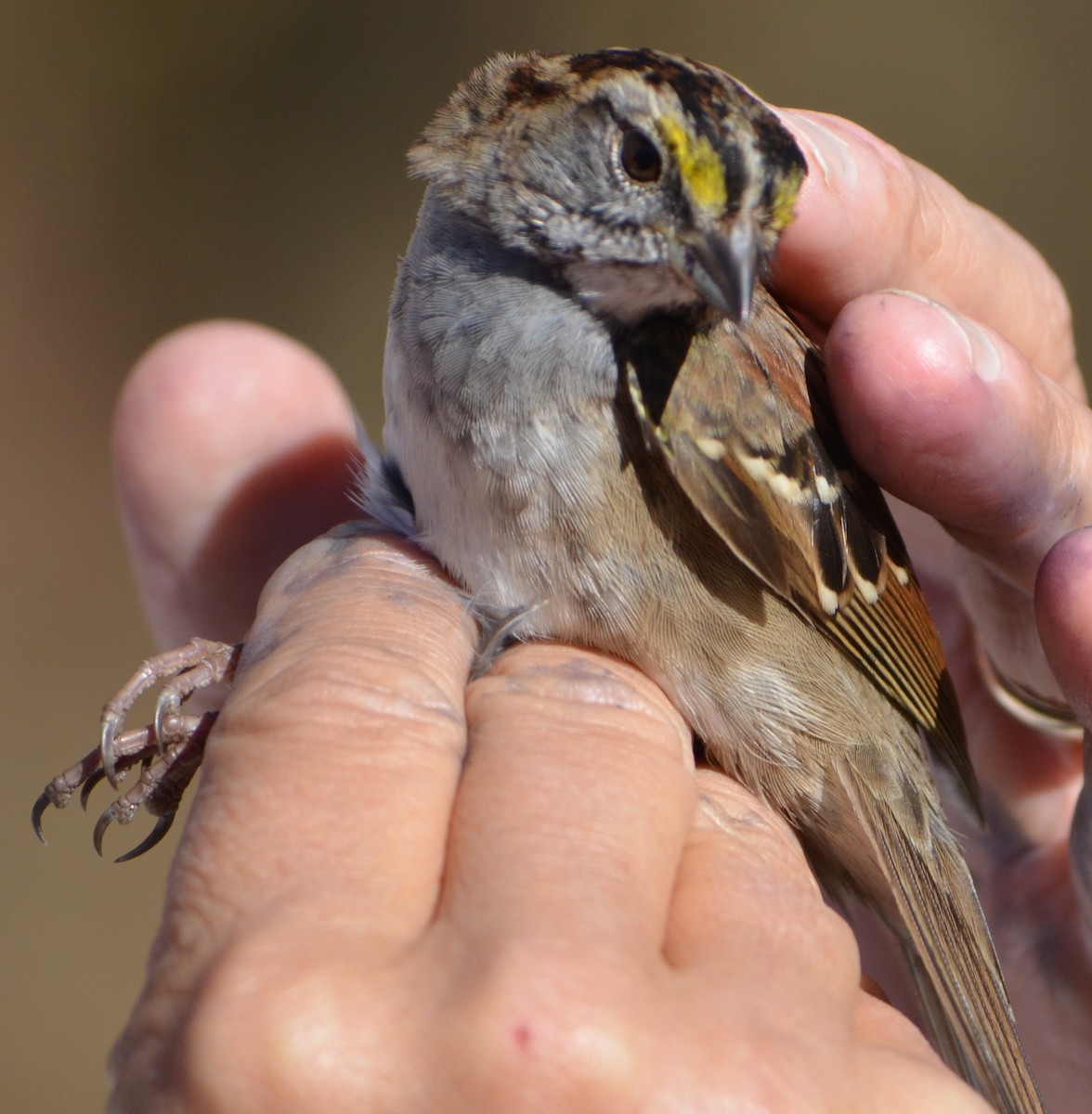 White-throated Sparrow - ML623650588