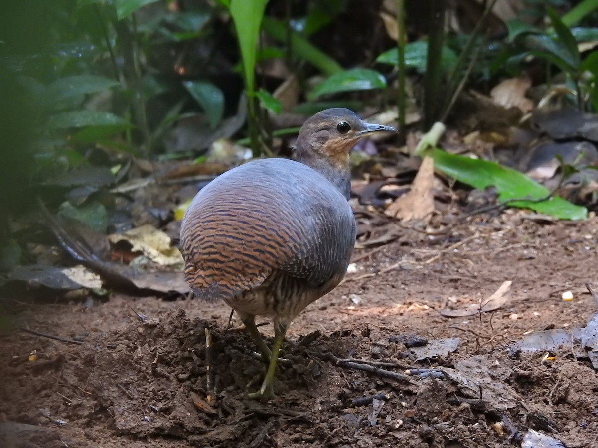 Yellow-legged Tinamou - ML623650609