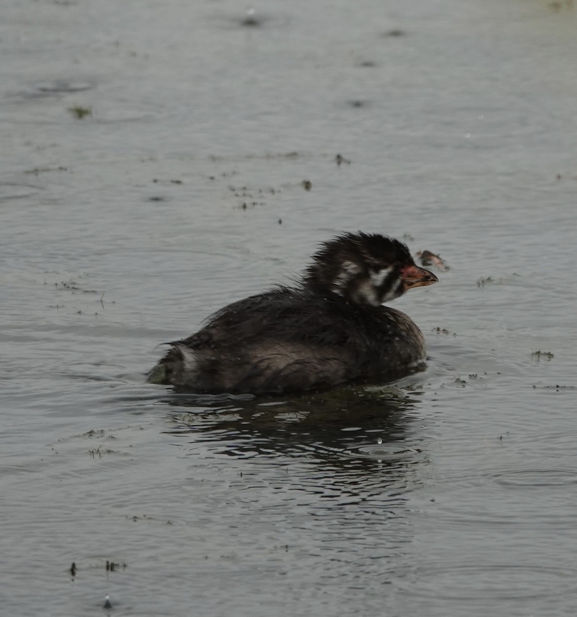 Pied-billed Grebe - ML623650611