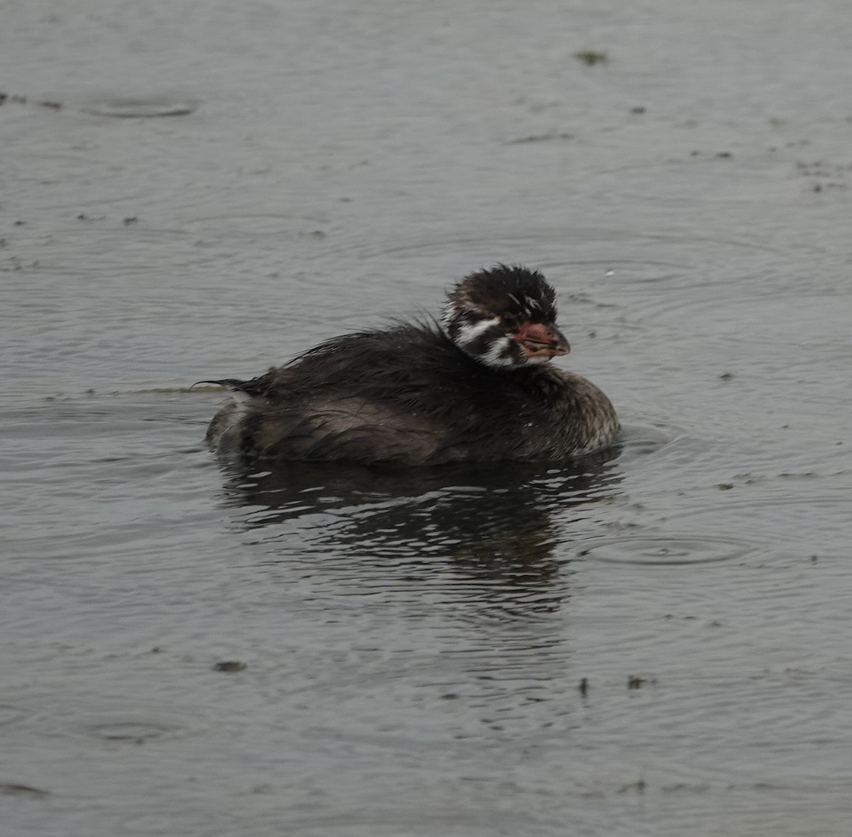 Pied-billed Grebe - ML623650612