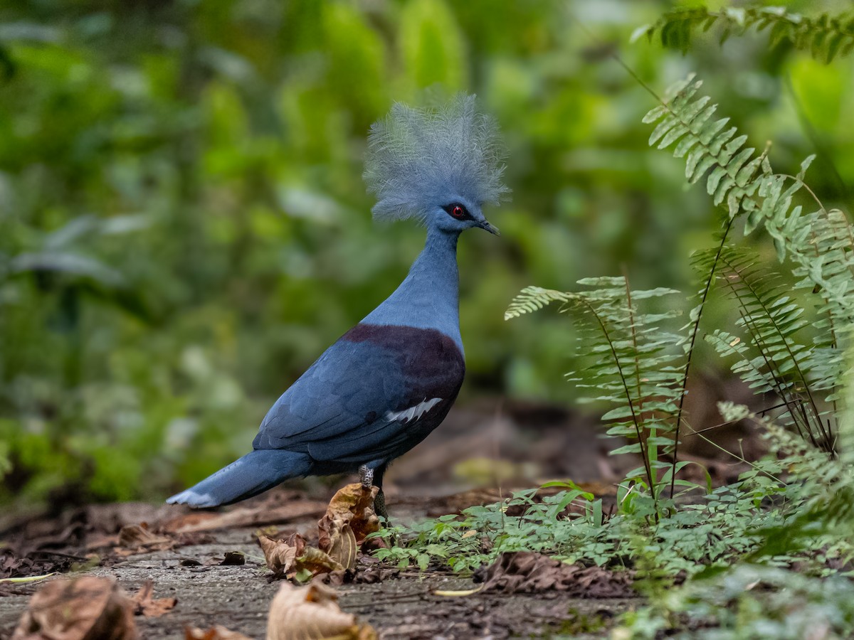 Western Crowned-Pigeon - ML623650643