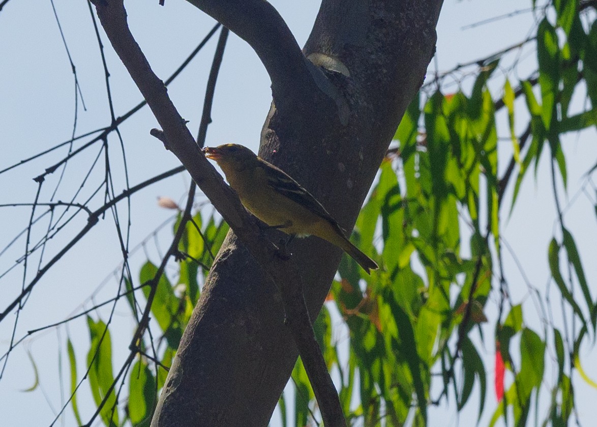 Western Tanager - ML623650664