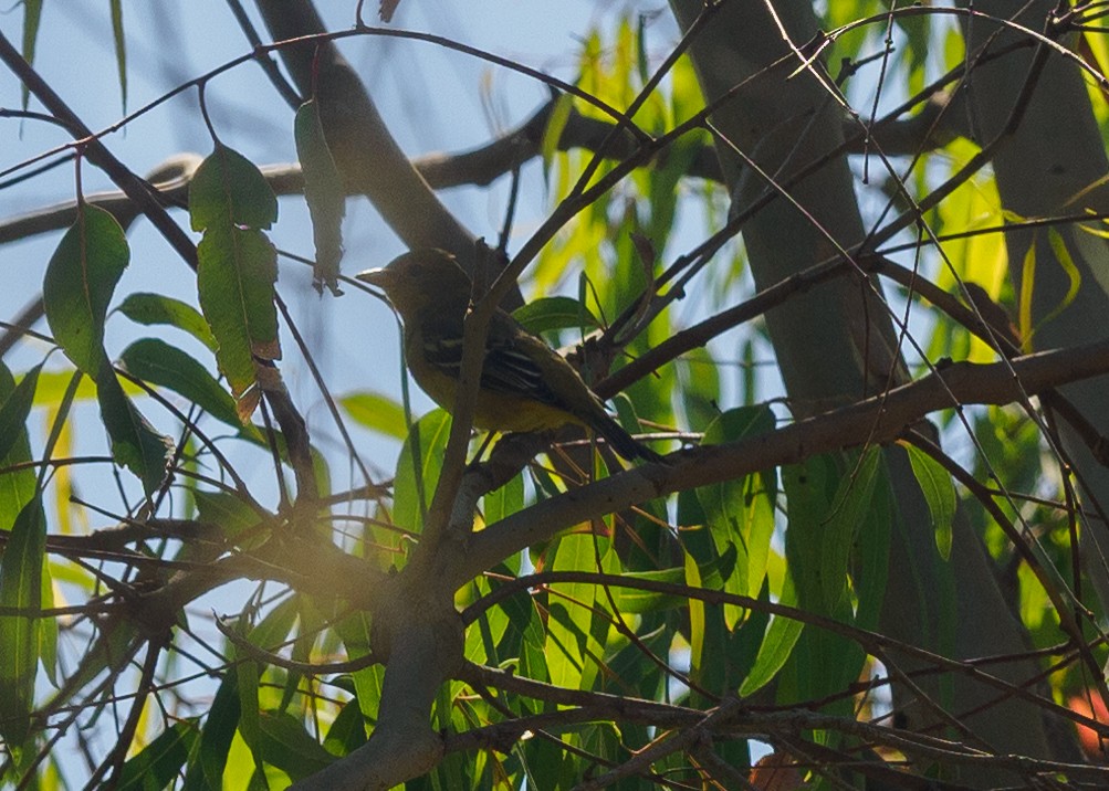 Western Tanager - Grace Sanchez