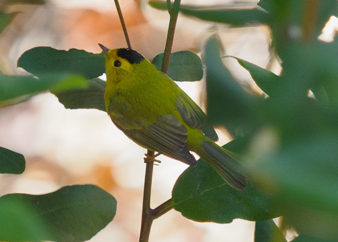 Wilson's Warbler - ML623650682