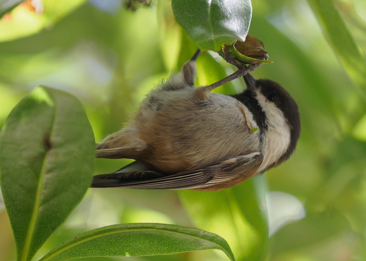 Chestnut-backed Chickadee - ML623650684