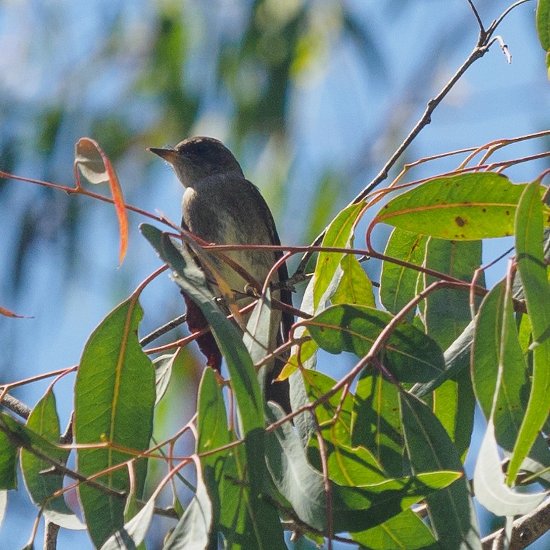 Western Wood-Pewee - ML623650691