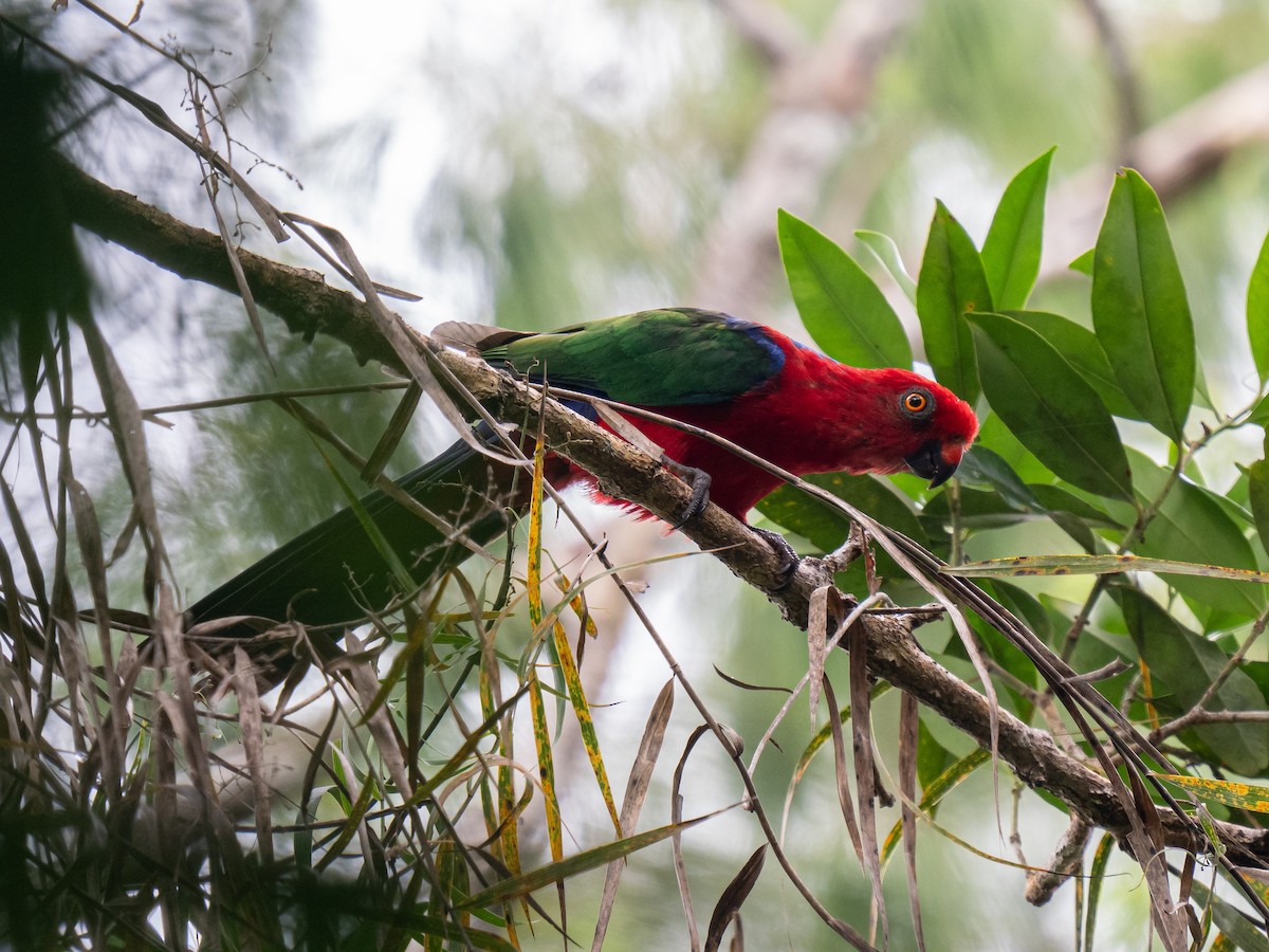 Moluccan King-Parrot - ML623650725