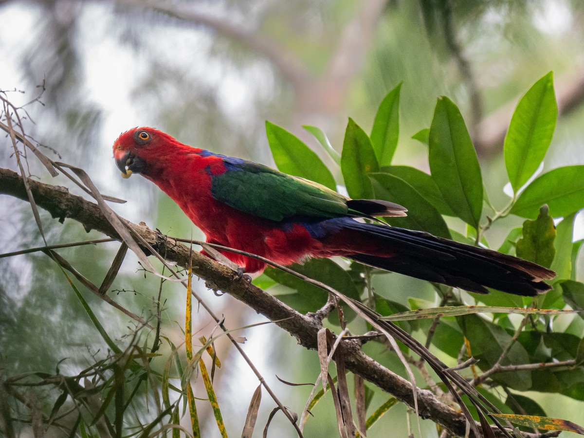 Moluccan King-Parrot - ML623650726