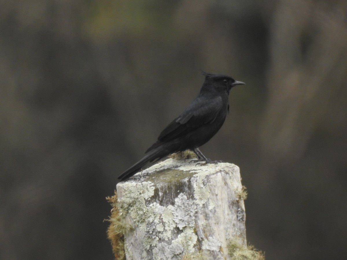 Crested Black-Tyrant - ML623650729