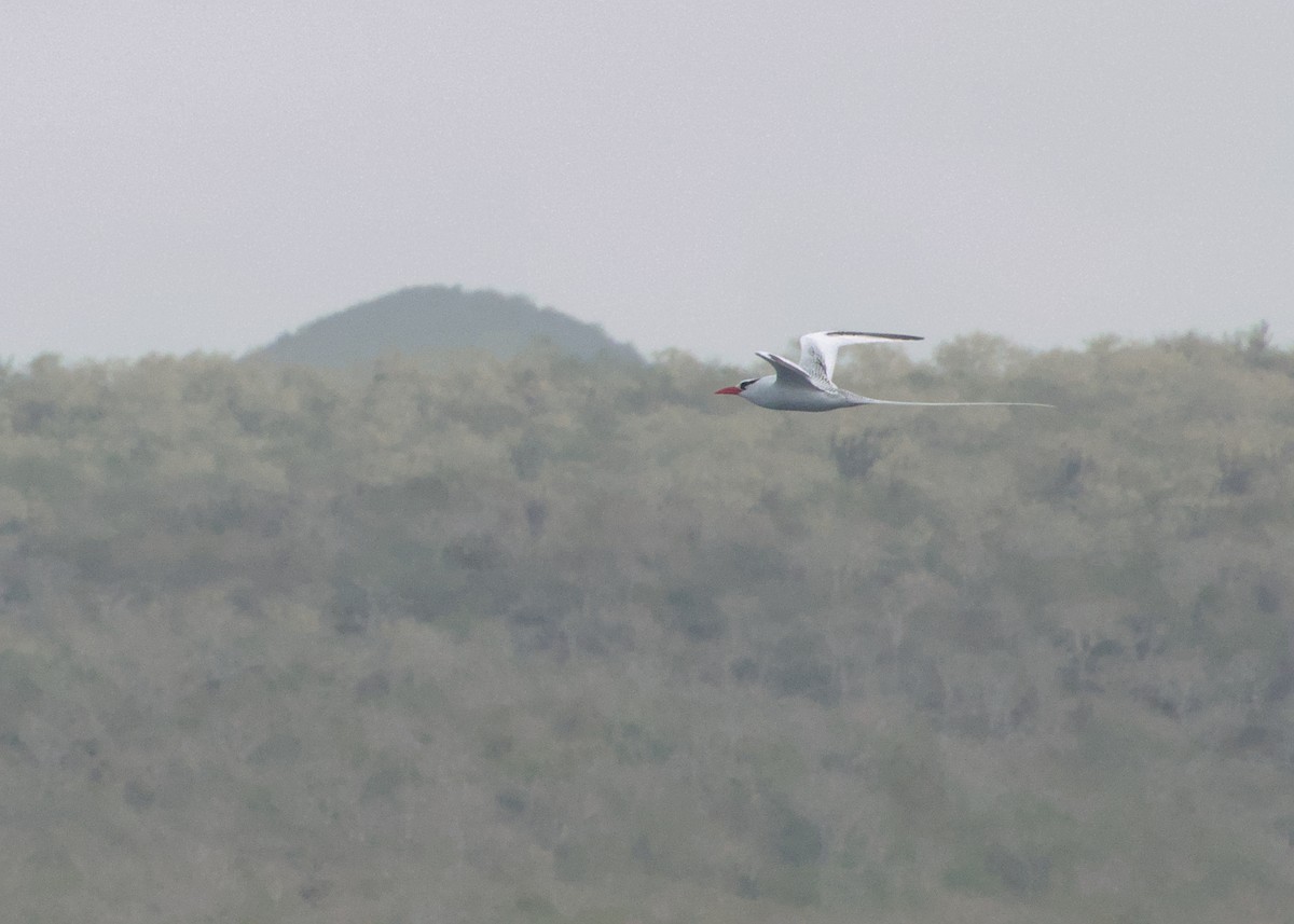 Red-billed Tropicbird - ML623650730