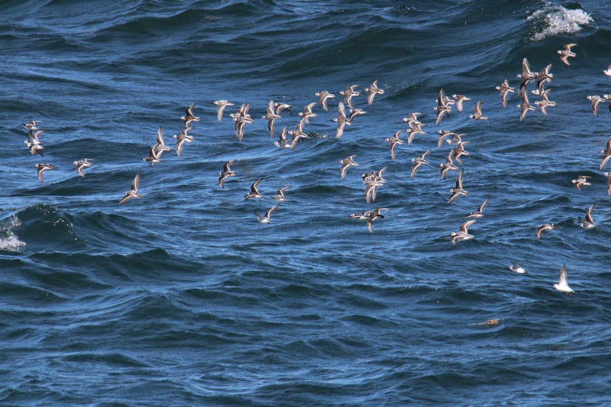 Phalarope à bec étroit - ML623650736