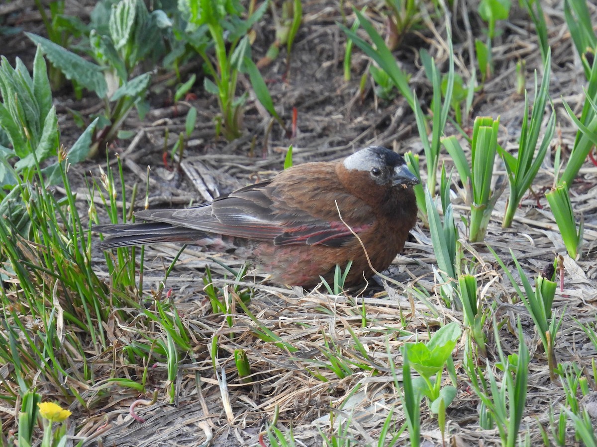 Gray-crowned Rosy-Finch - ML623650797