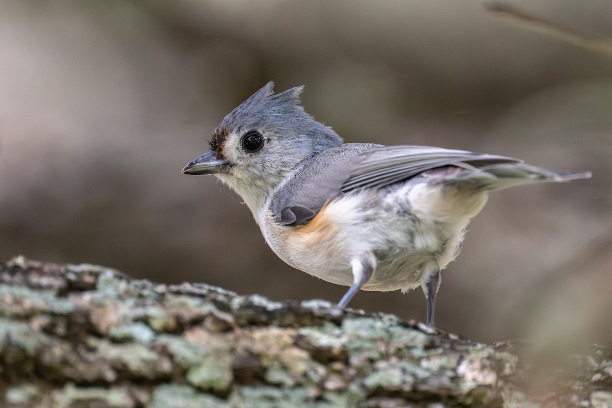 Tufted Titmouse - Angela Killough