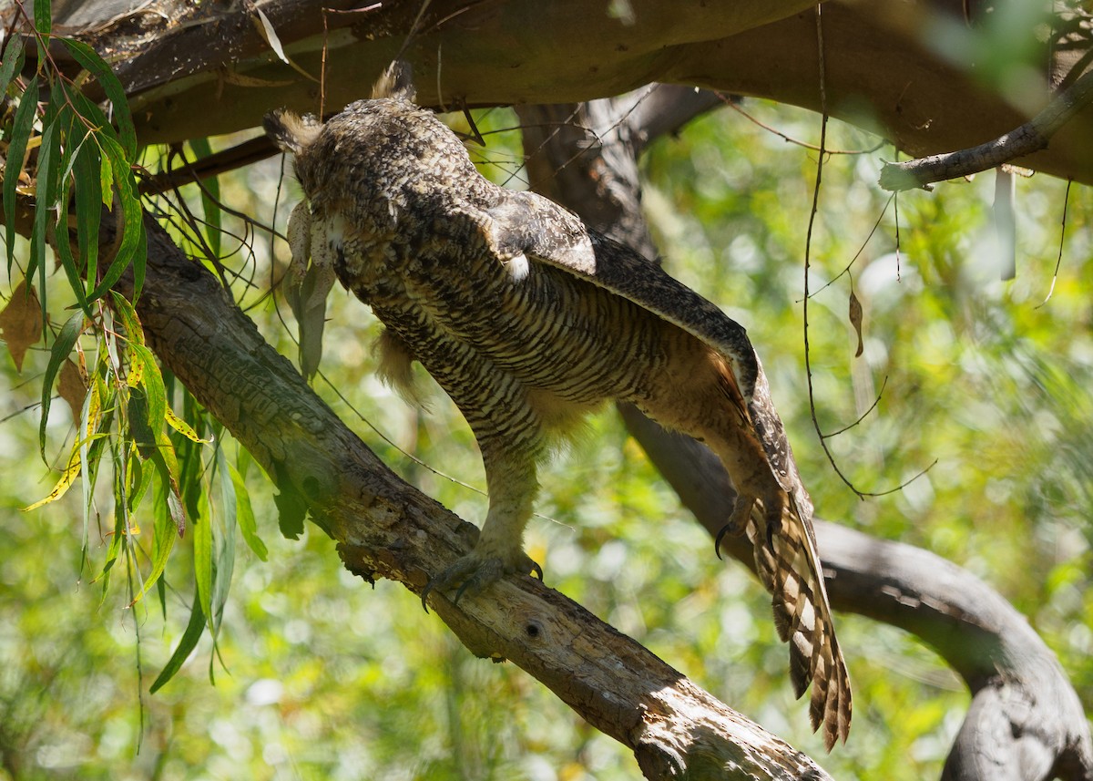 Great Horned Owl - ML623650817