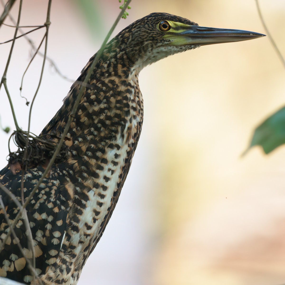 Rufescent Tiger-Heron - ML623650823