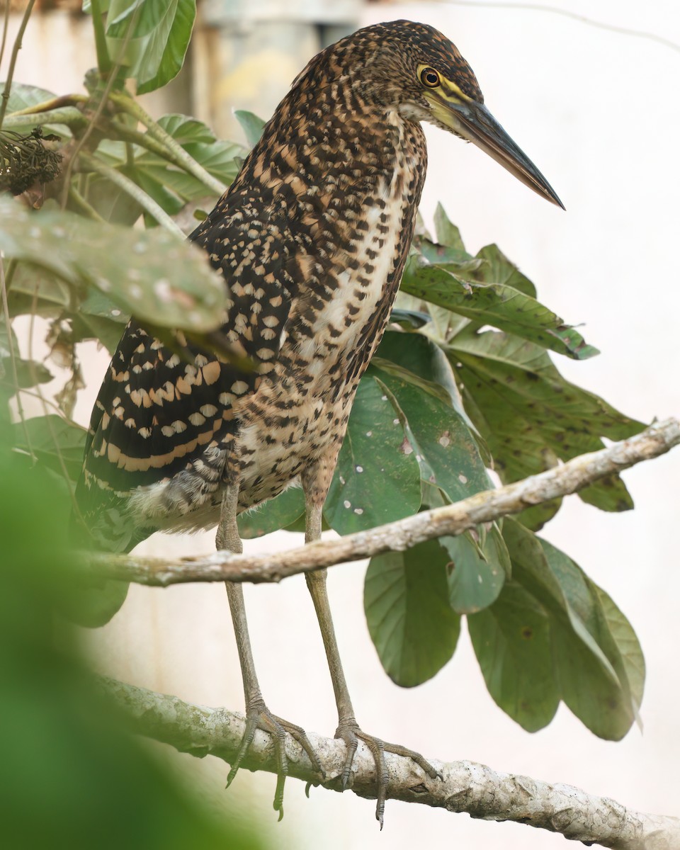 Rufescent Tiger-Heron - ML623650832