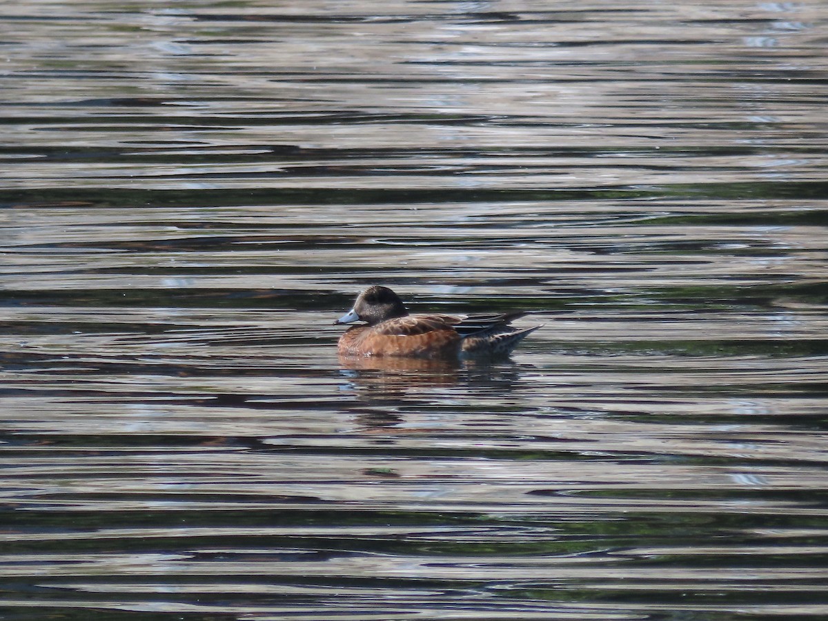 American Wigeon - ML623650843