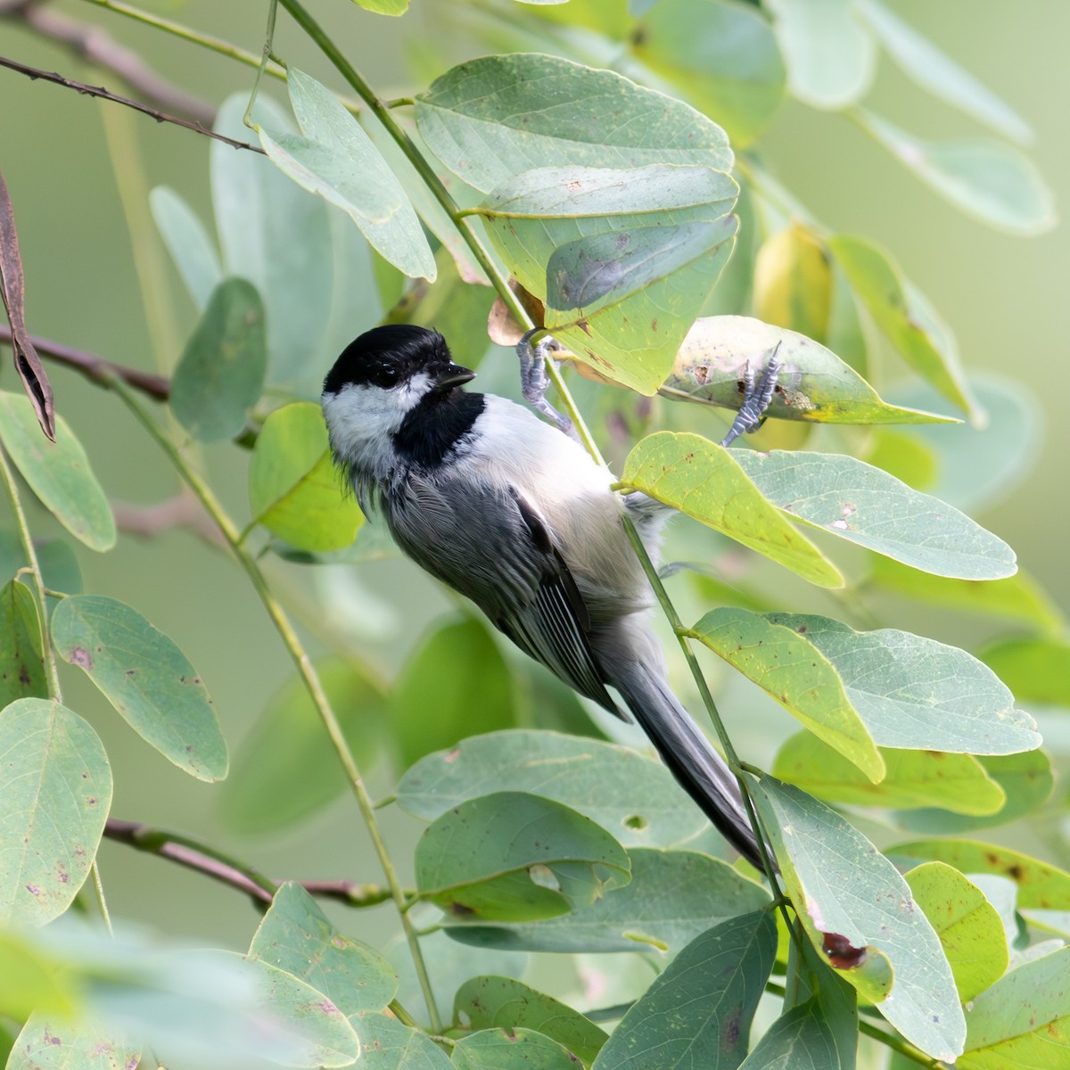 Carolina Chickadee - ML623650849