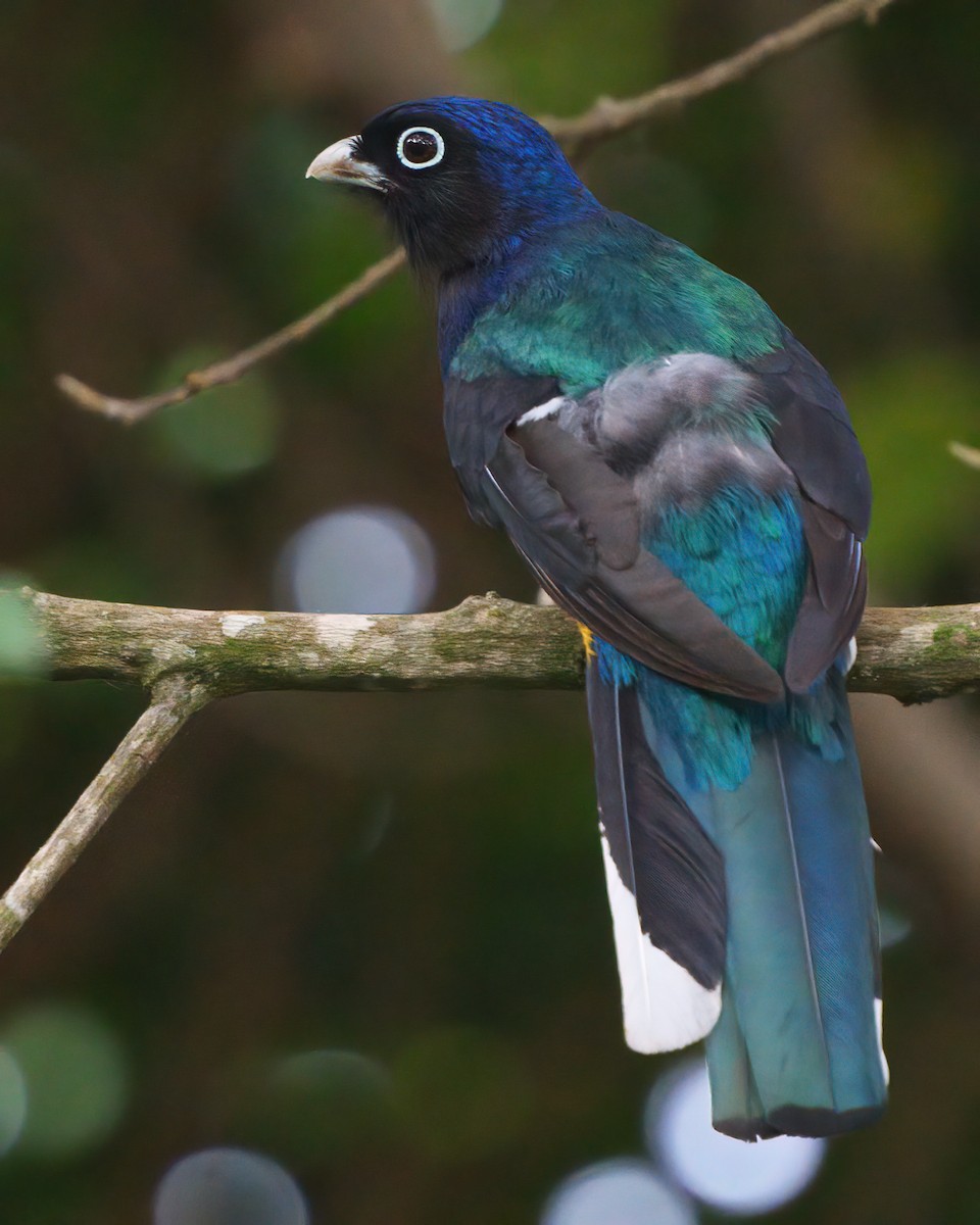 Green-backed Trogon - ML623650852