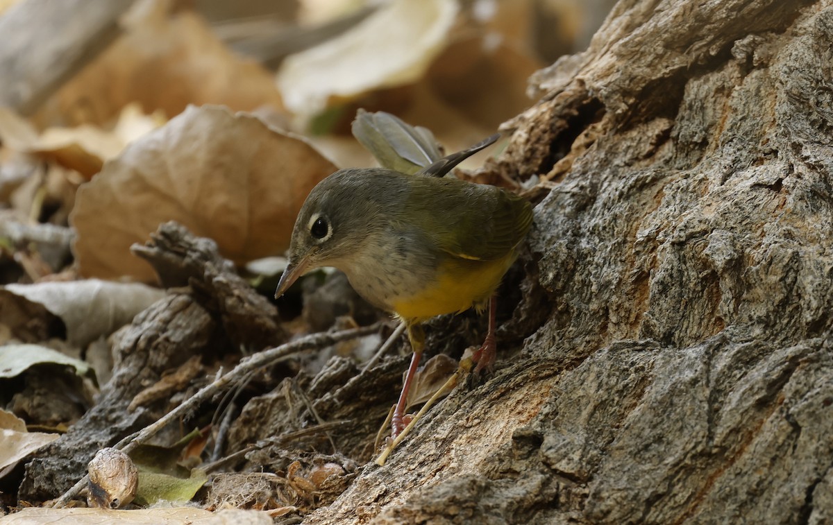 MacGillivray's Warbler - ML623650855