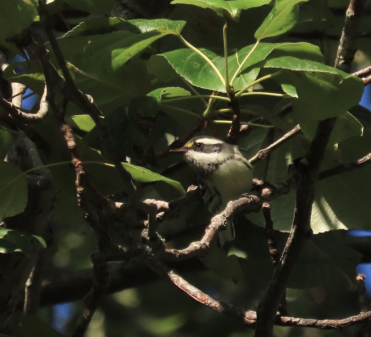 Black-throated Gray Warbler - ML623650870